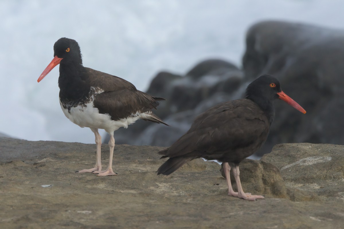 Black Oystercatcher - ML638301345
