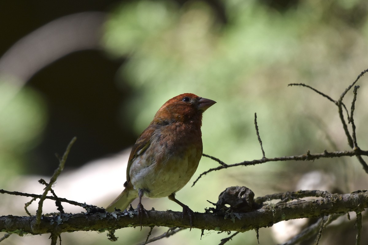 Purple Finch - ML638301351