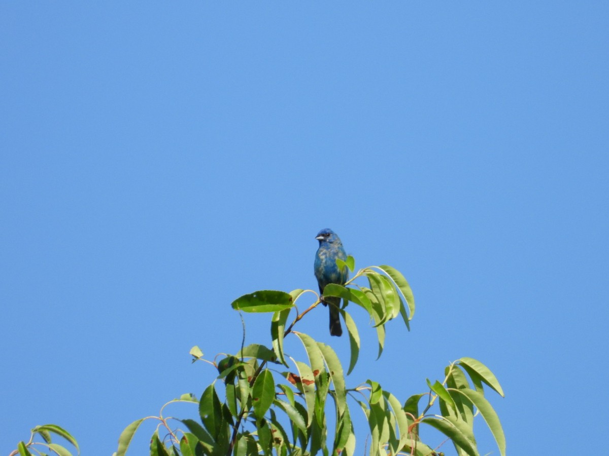 Passerin indigo - ML638301362