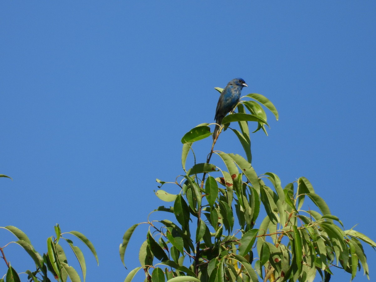 Passerin indigo - ML638301363