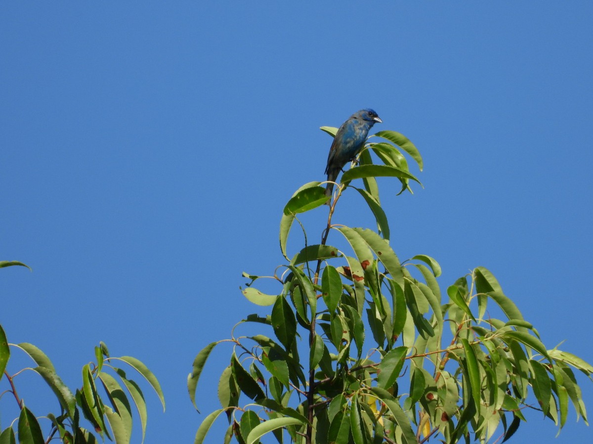 Passerin indigo - ML638301364