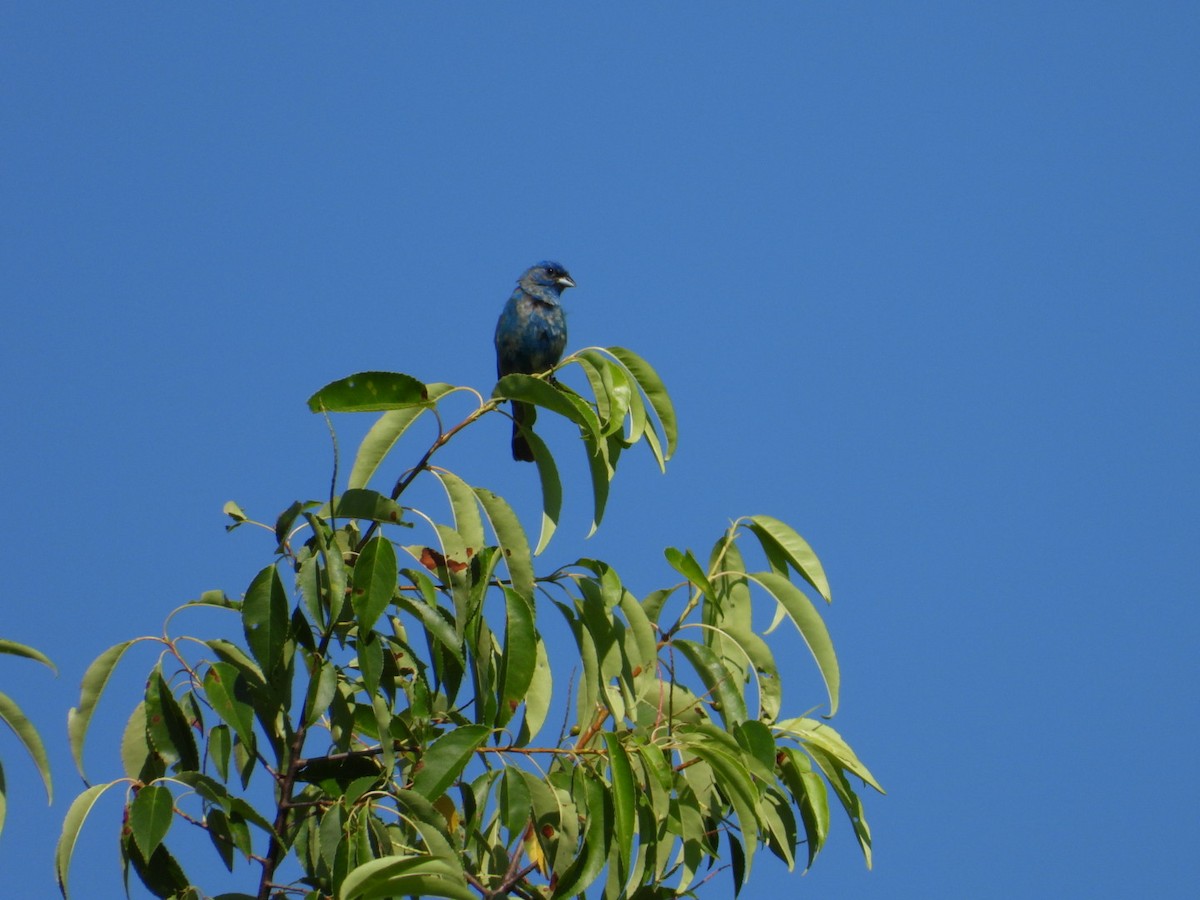 Passerin indigo - ML638301365