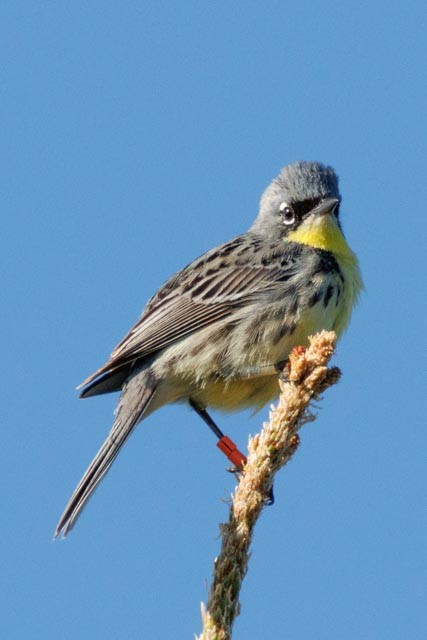 Kirtland's Warbler - ML638301377