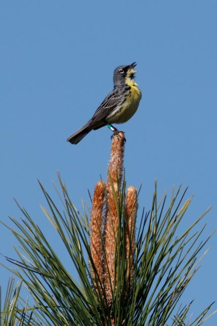Kirtland's Warbler - ML638301378