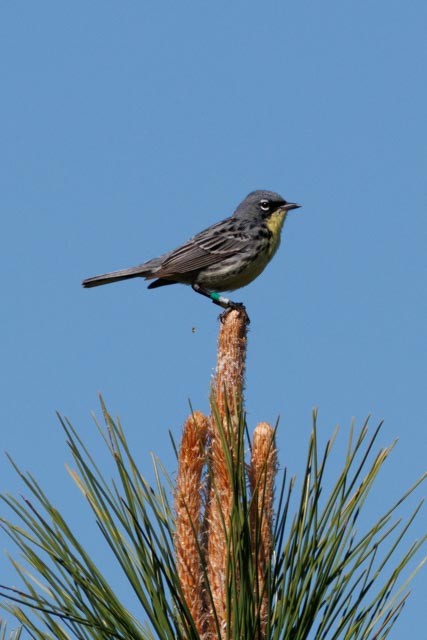 Kirtland's Warbler - ML638301379