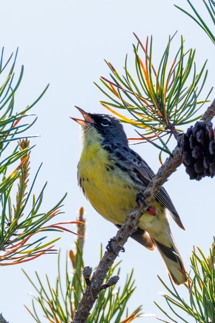 Kirtland's Warbler - ML638301380