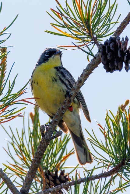 Kirtland's Warbler - ML638301382