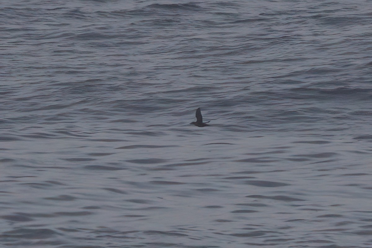 Pigeon Guillemot - ML638301410