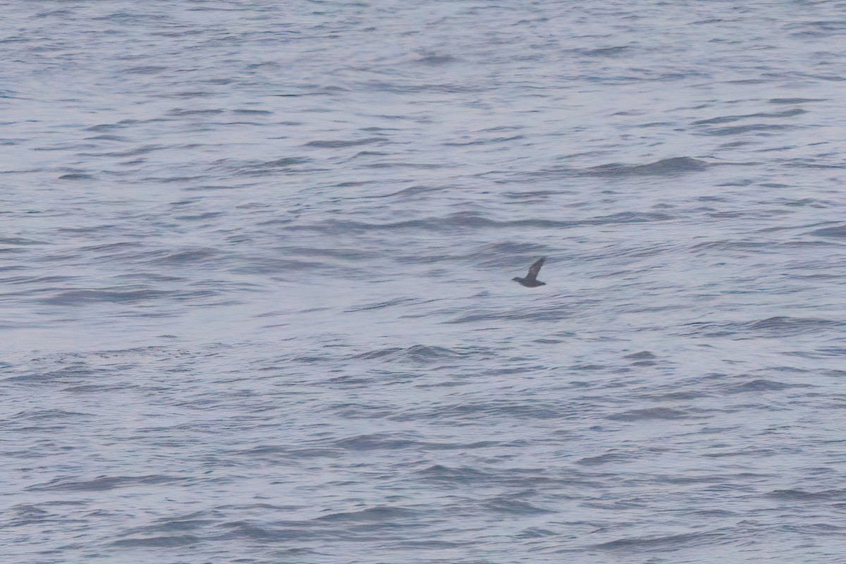 Pigeon Guillemot - ML638301411