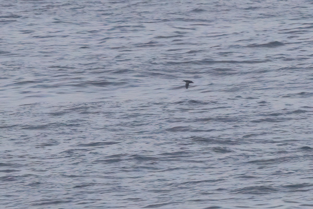 Pigeon Guillemot - ML638301412