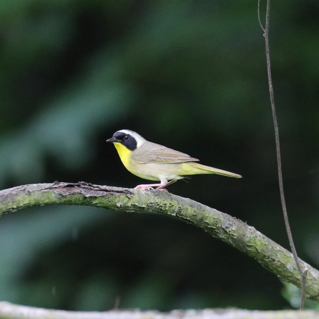 Common Yellowthroat - ML638301423
