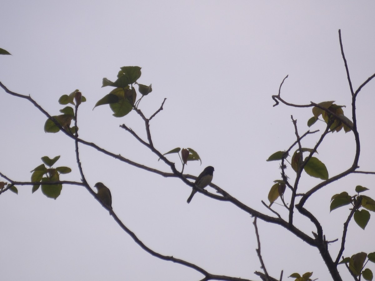 Lesser Goldfinch - ML638301425