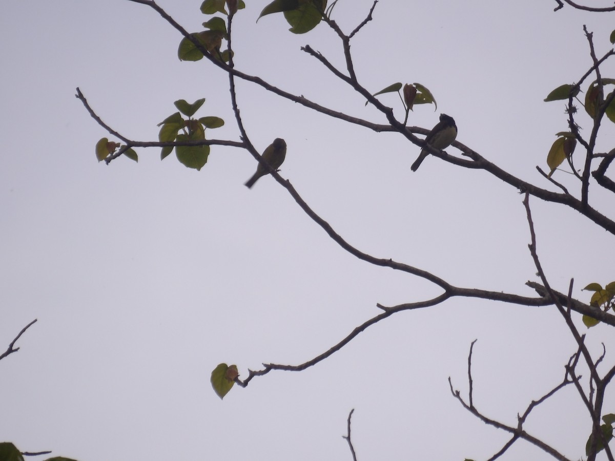 Lesser Goldfinch - ML638301427