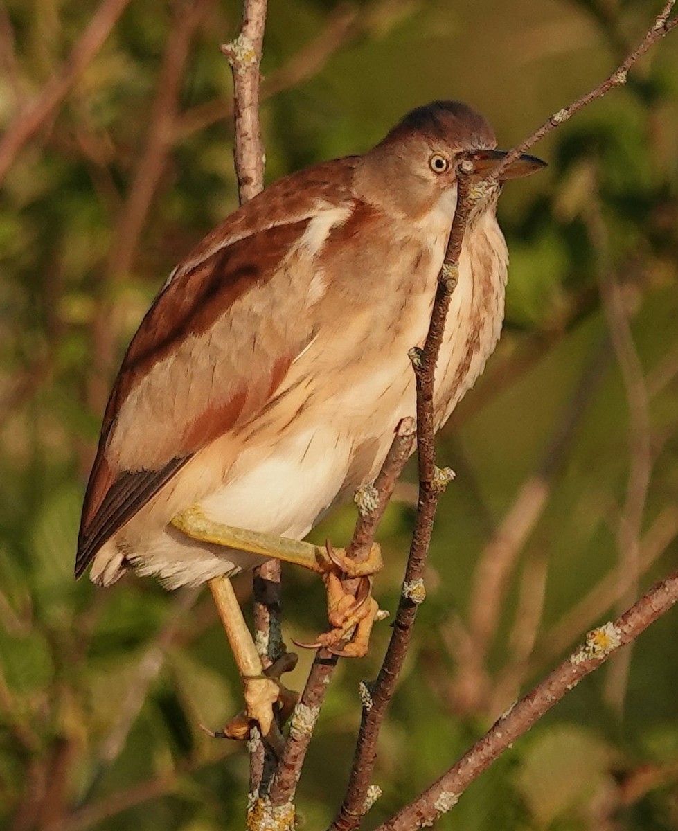 Least Bittern - ML638301428