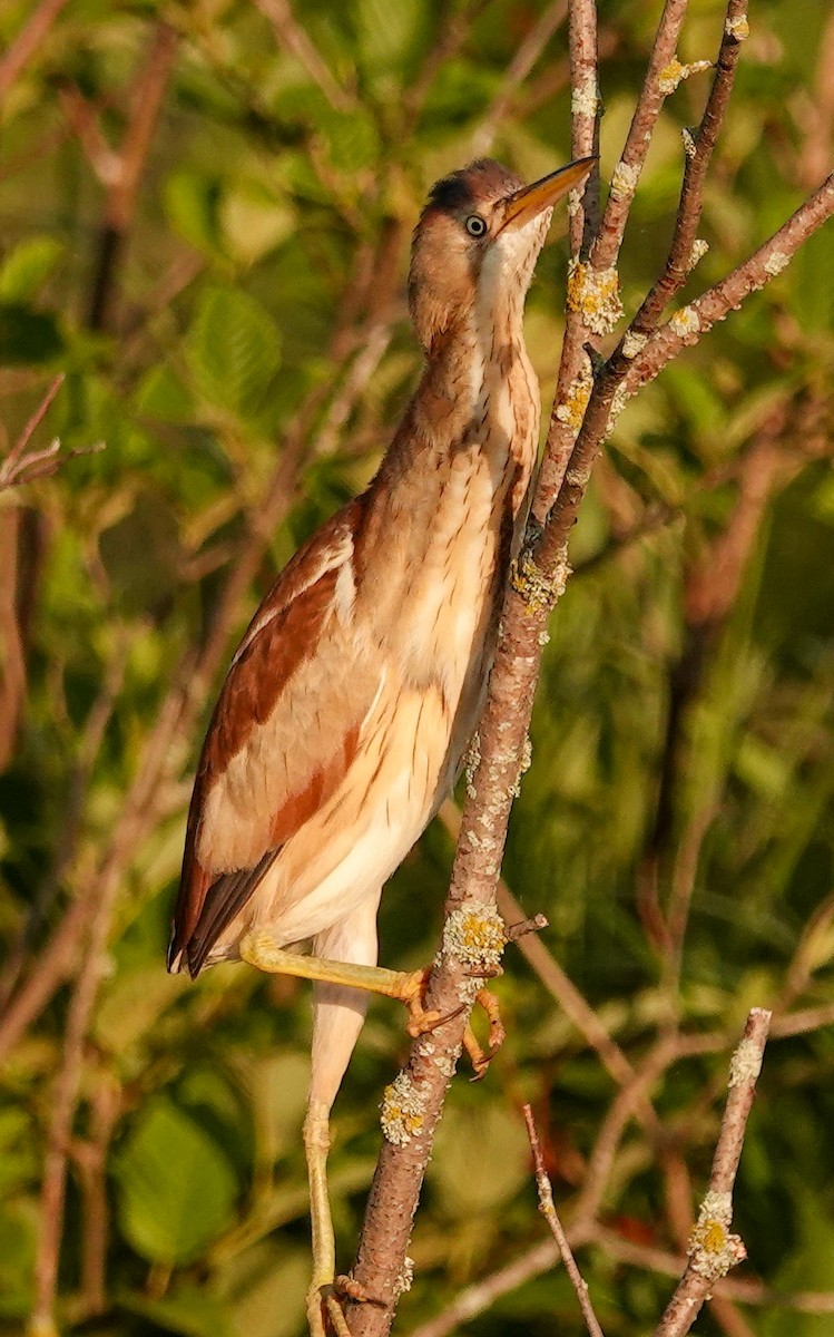 Least Bittern - ML638301429