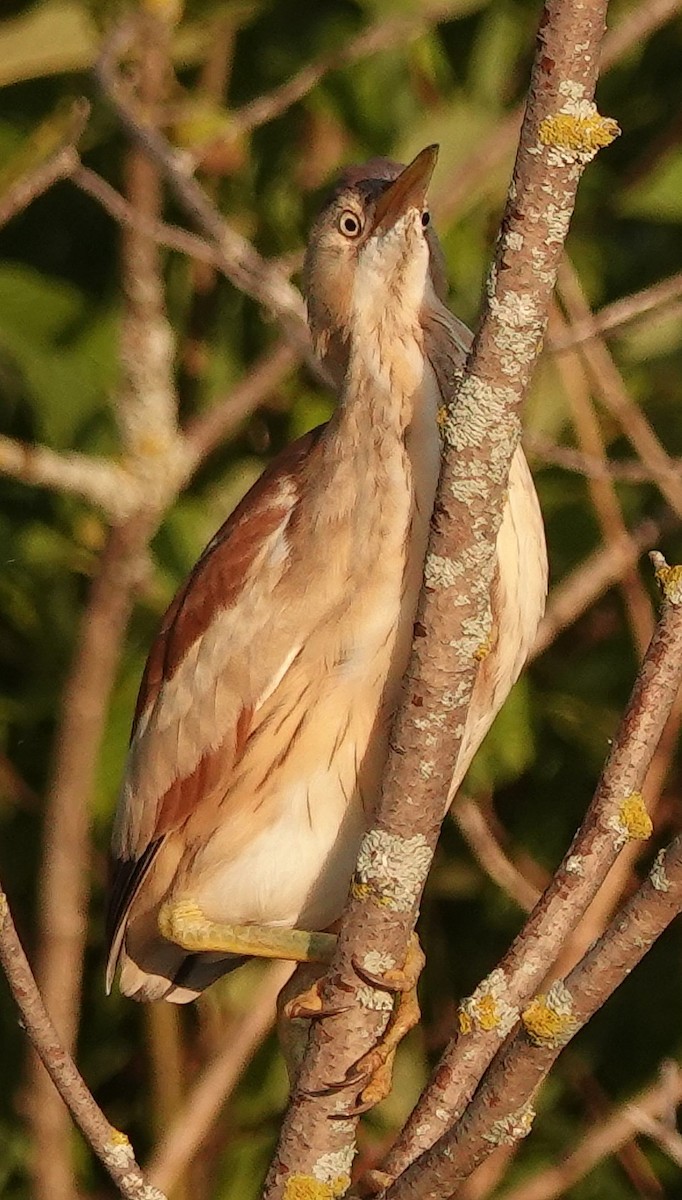 Least Bittern - ML638301430