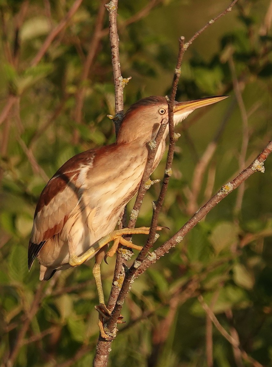 Least Bittern - ML638301431