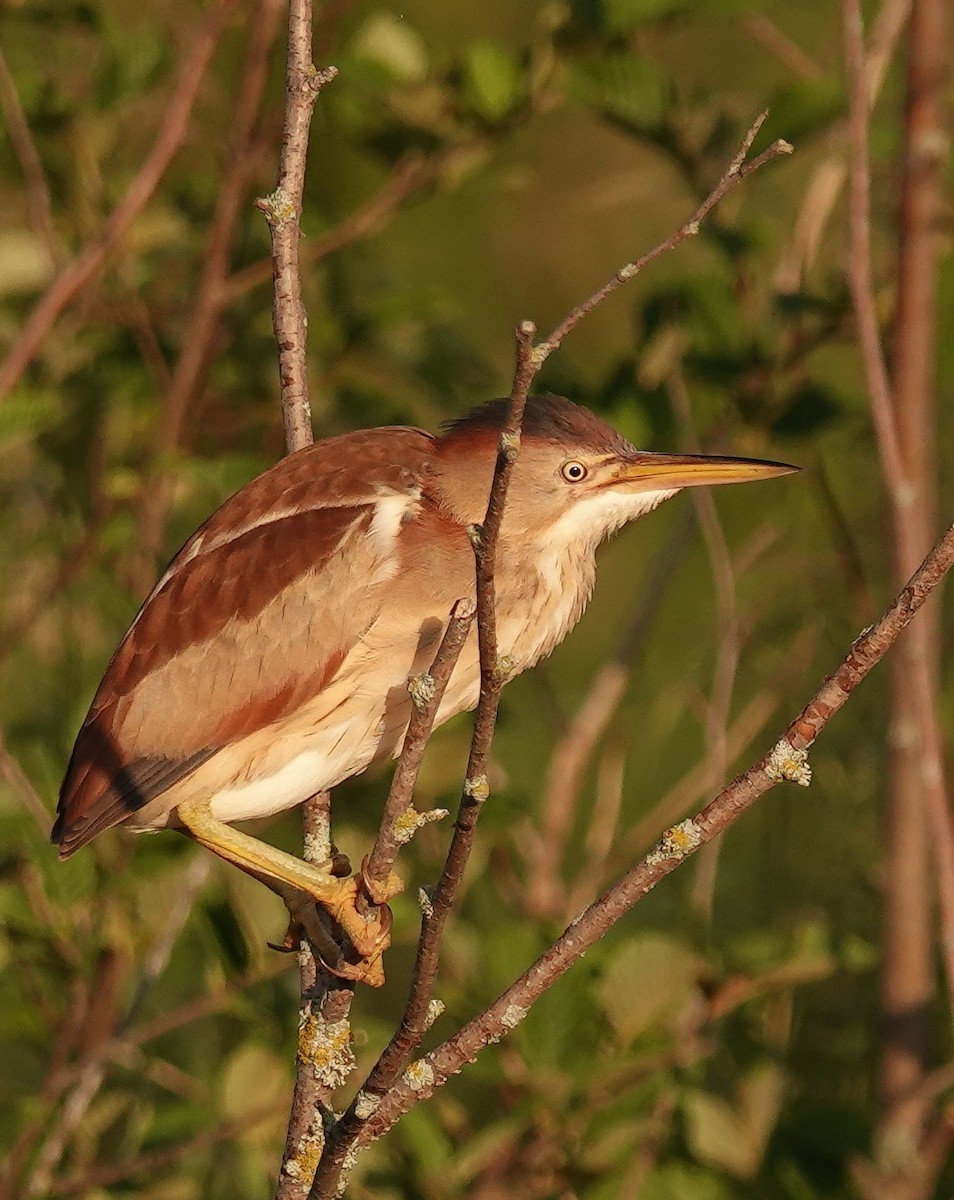 Least Bittern - ML638301432