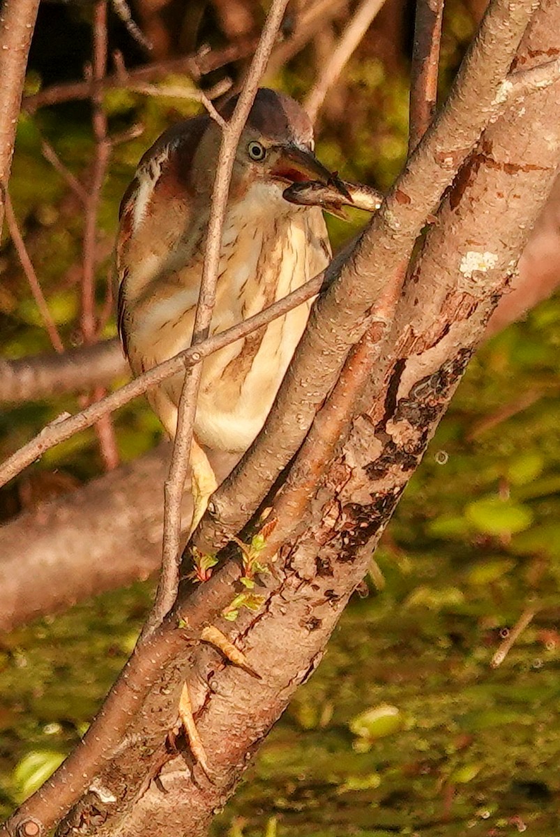 Least Bittern - ML638301433