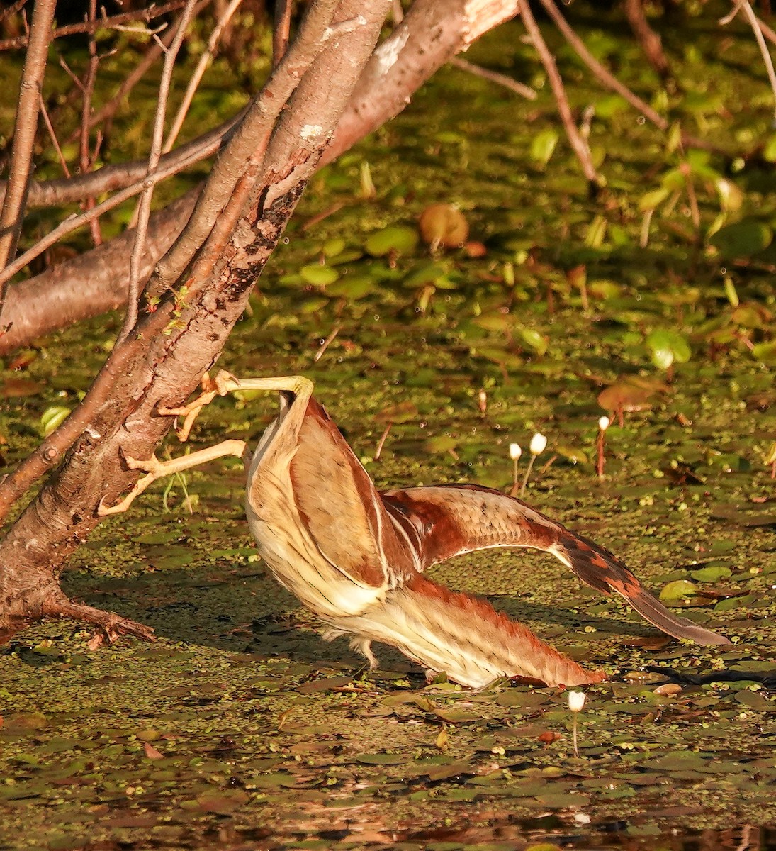 Least Bittern - ML638301435