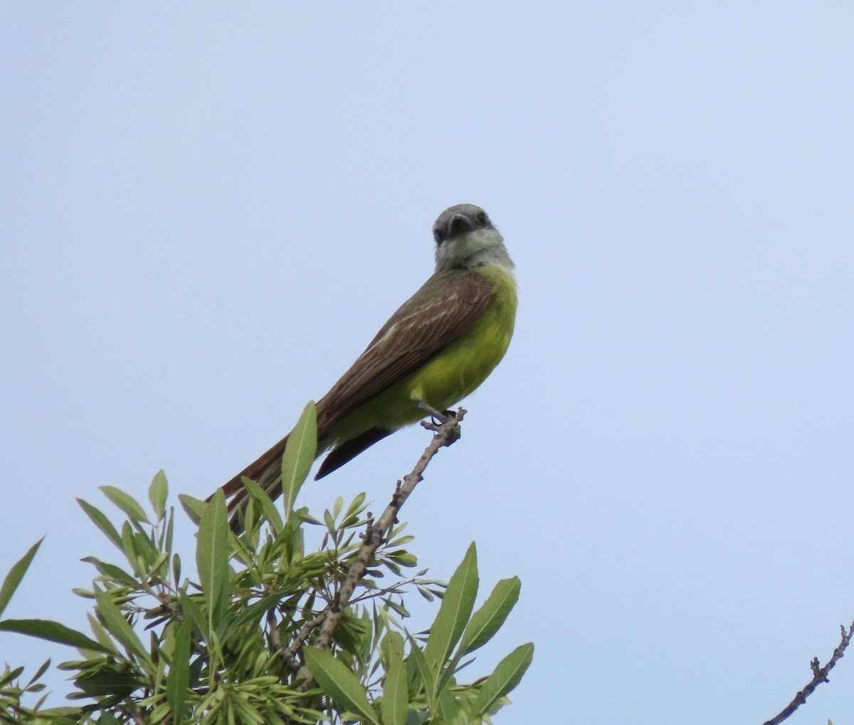 Tropical Kingbird - ML638301442
