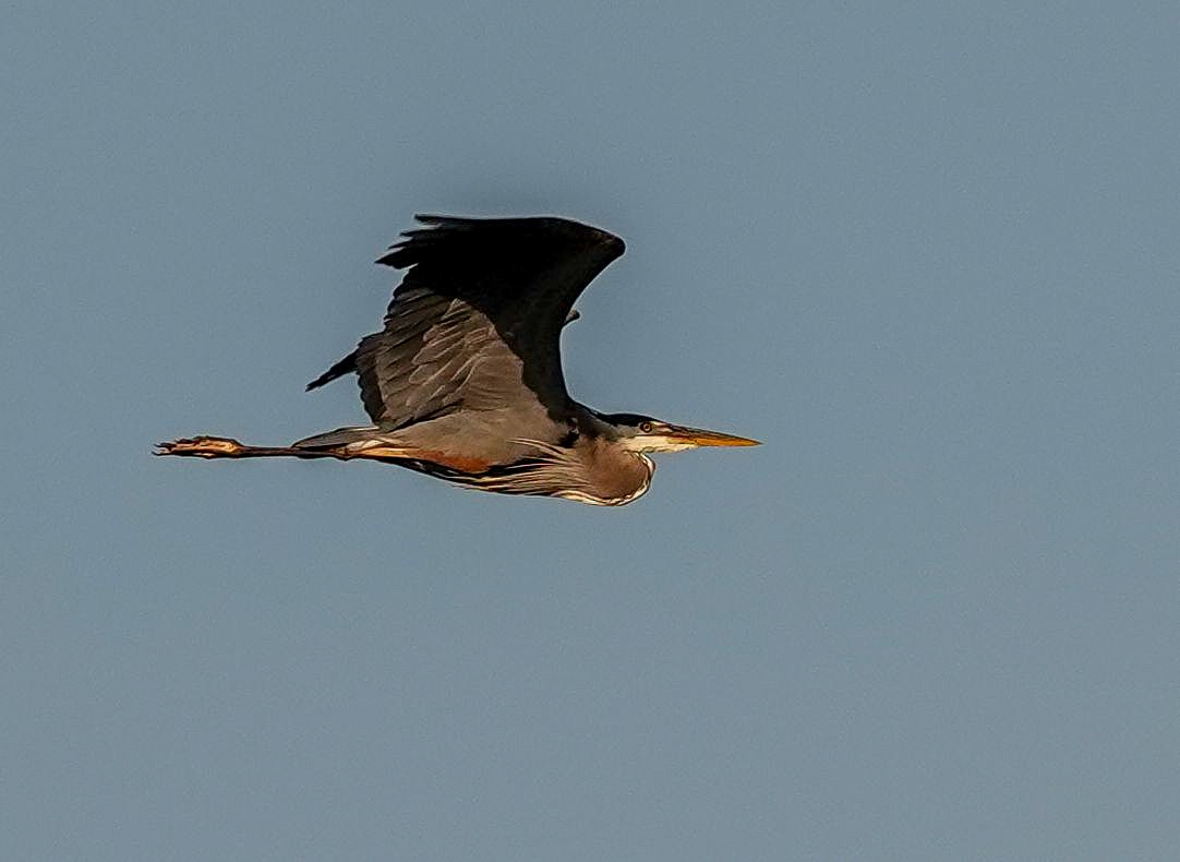 Great Blue Heron (Great Blue) - ML638301458