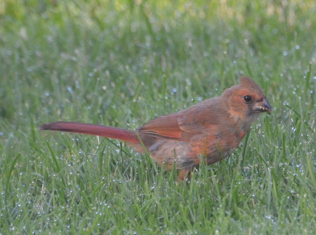 Northern Cardinal - ML638301461