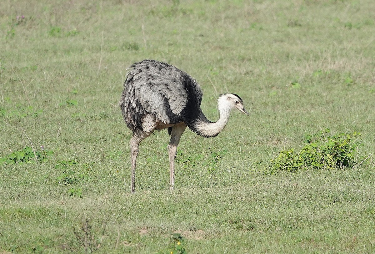 Greater Rhea - ML638301463