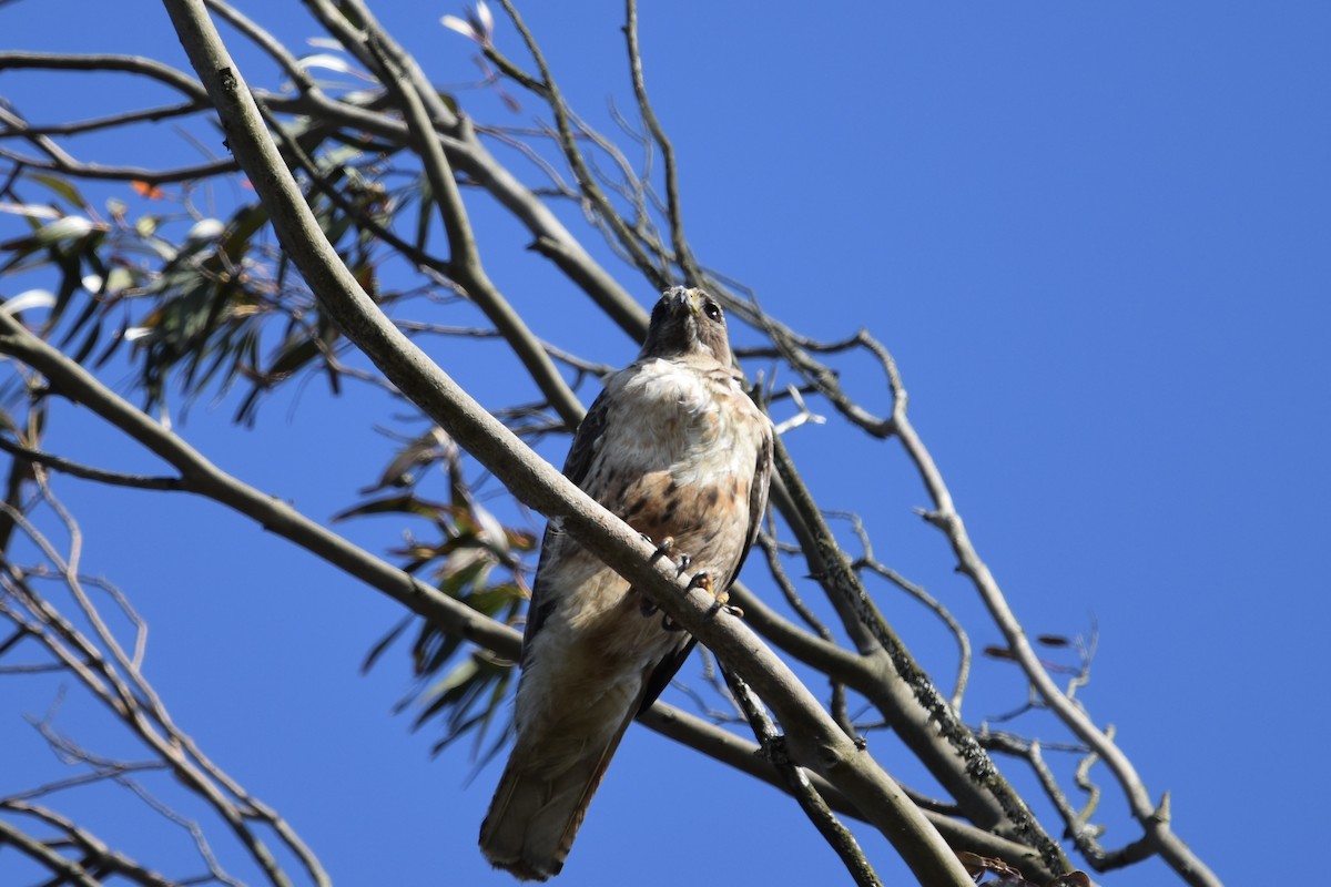 Red-tailed Hawk - ML638301472