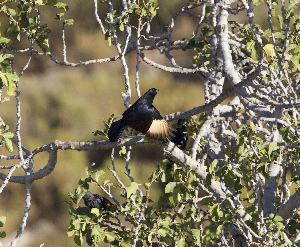 Pale-winged Starling - ML638301473