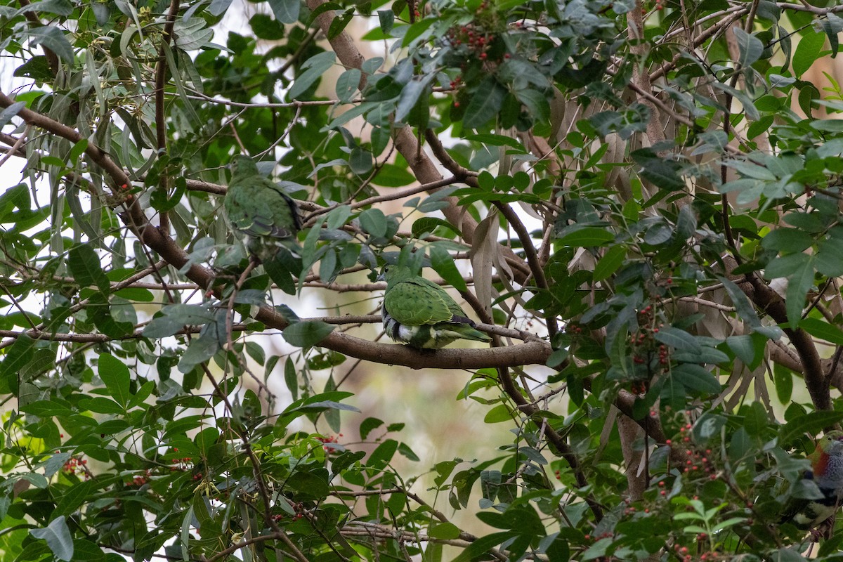 Superb Fruit-Dove - ML638301474