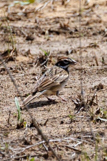 Lark Sparrow - ML638301477