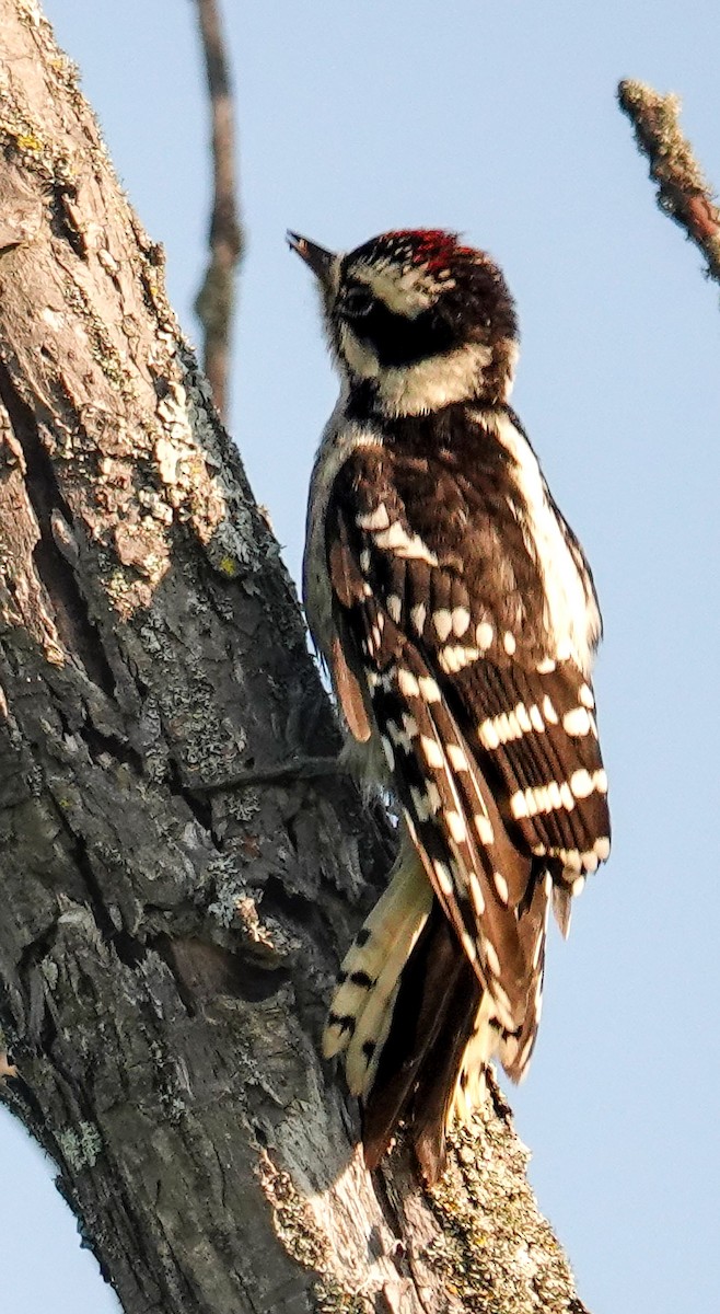 Downy Woodpecker (Eastern) - ML638301478