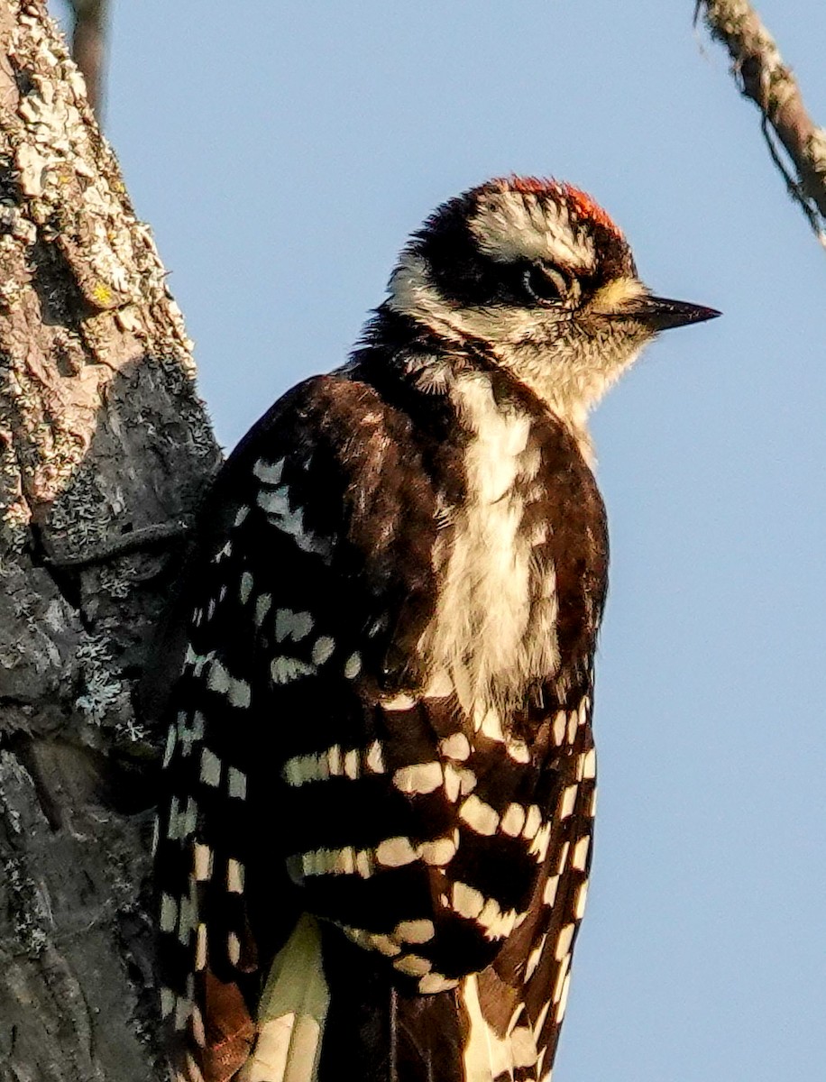Downy Woodpecker (Eastern) - ML638301479