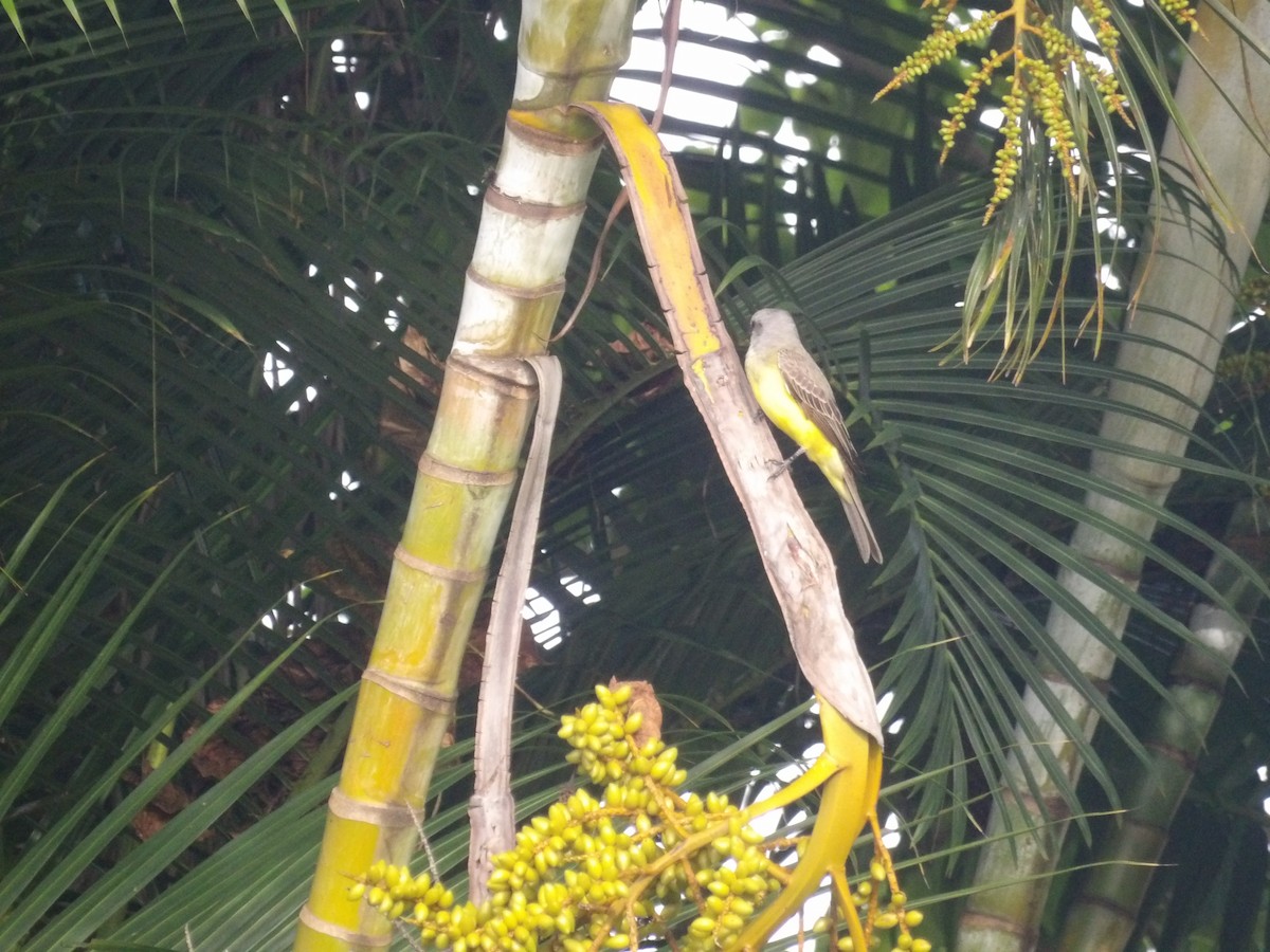 Tropical Kingbird - ML638301481