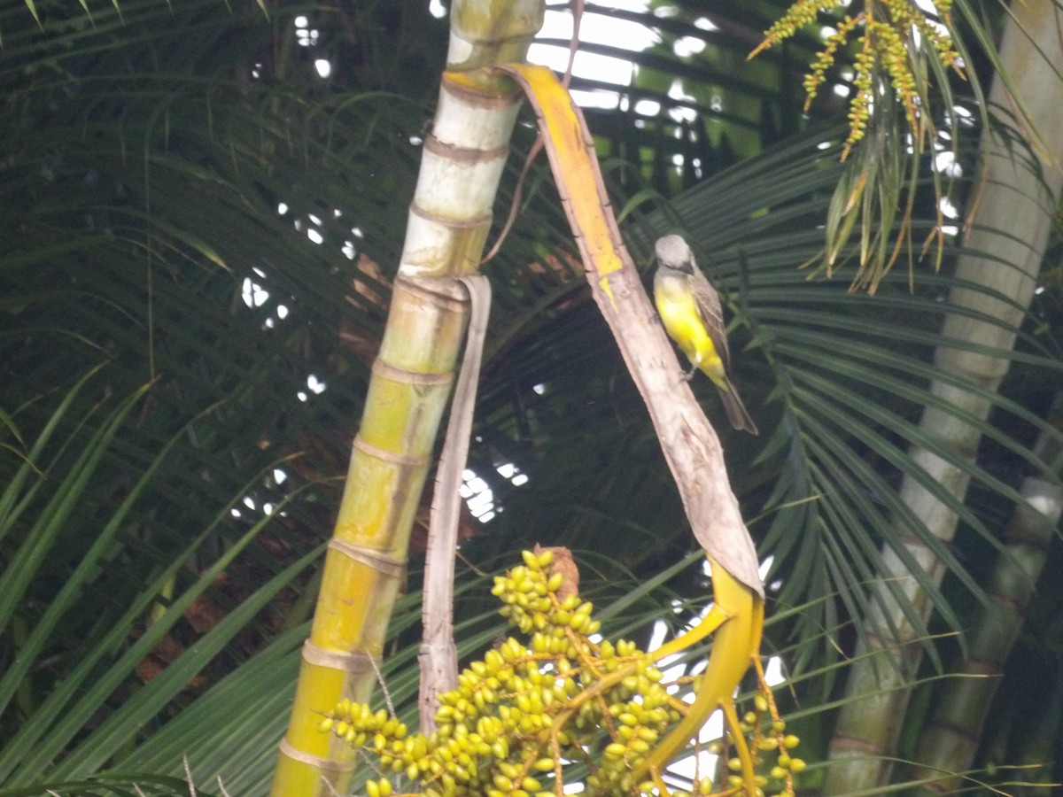 Tropical Kingbird - ML638301482
