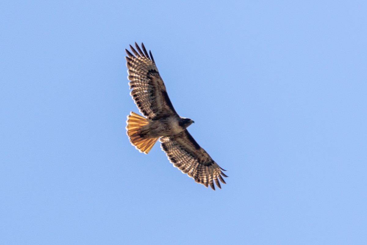 Red-tailed Hawk - ML638301487