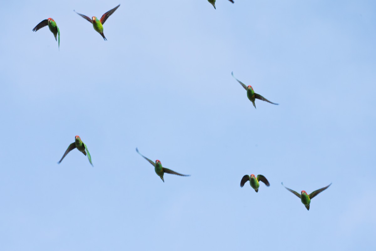 Musk Lorikeet - ML638301493