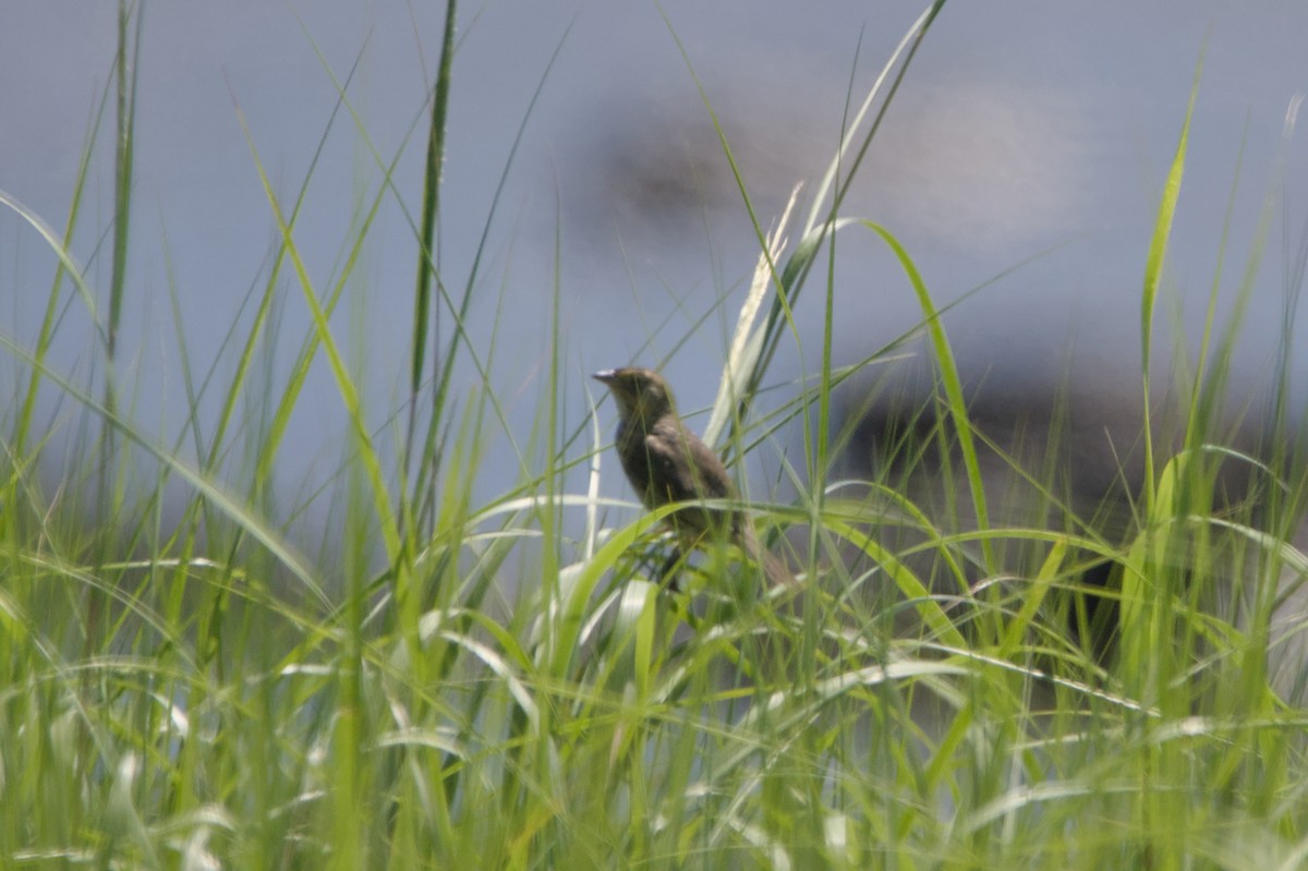 Saltmarsh Sparrow - ML638301496