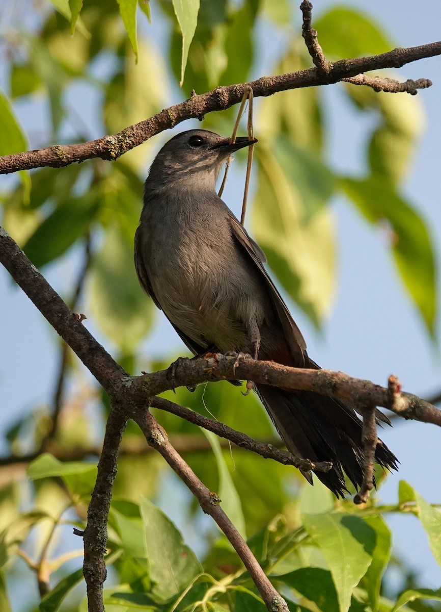 Katzenspottdrossel - ML638301497