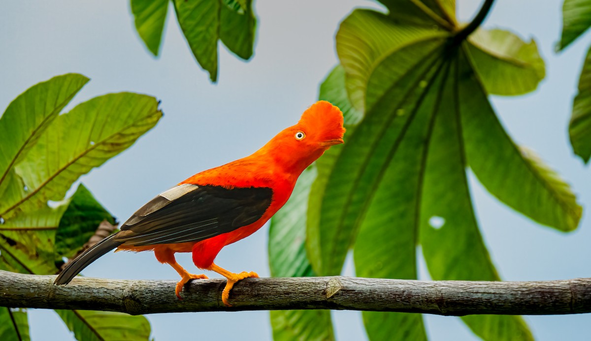 Andean Cock-of-the-rock - ML638301500