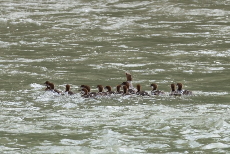 Common Merganser - ML638301502