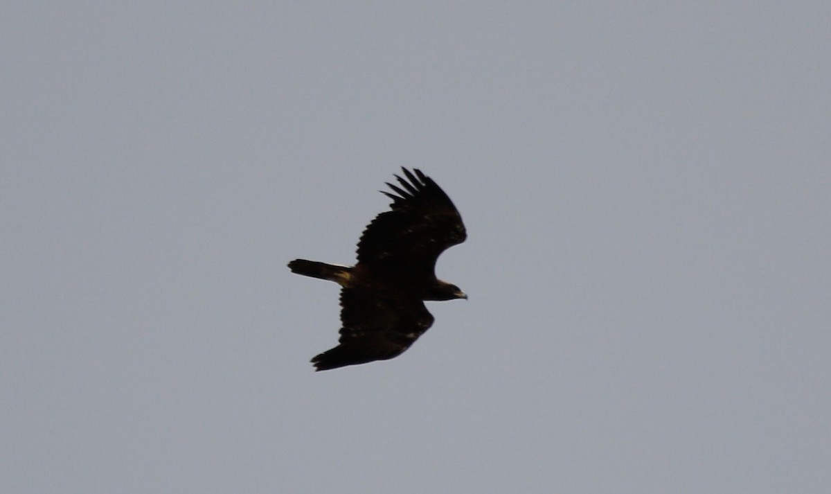 Golden Eagle - ML638301503