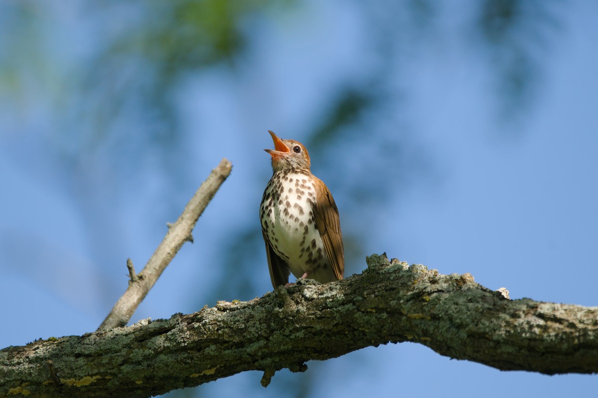 Wood Thrush - ML638301512
