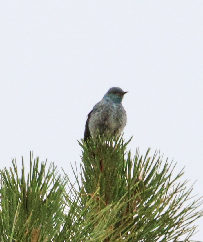Mountain Bluebird - ML638301517