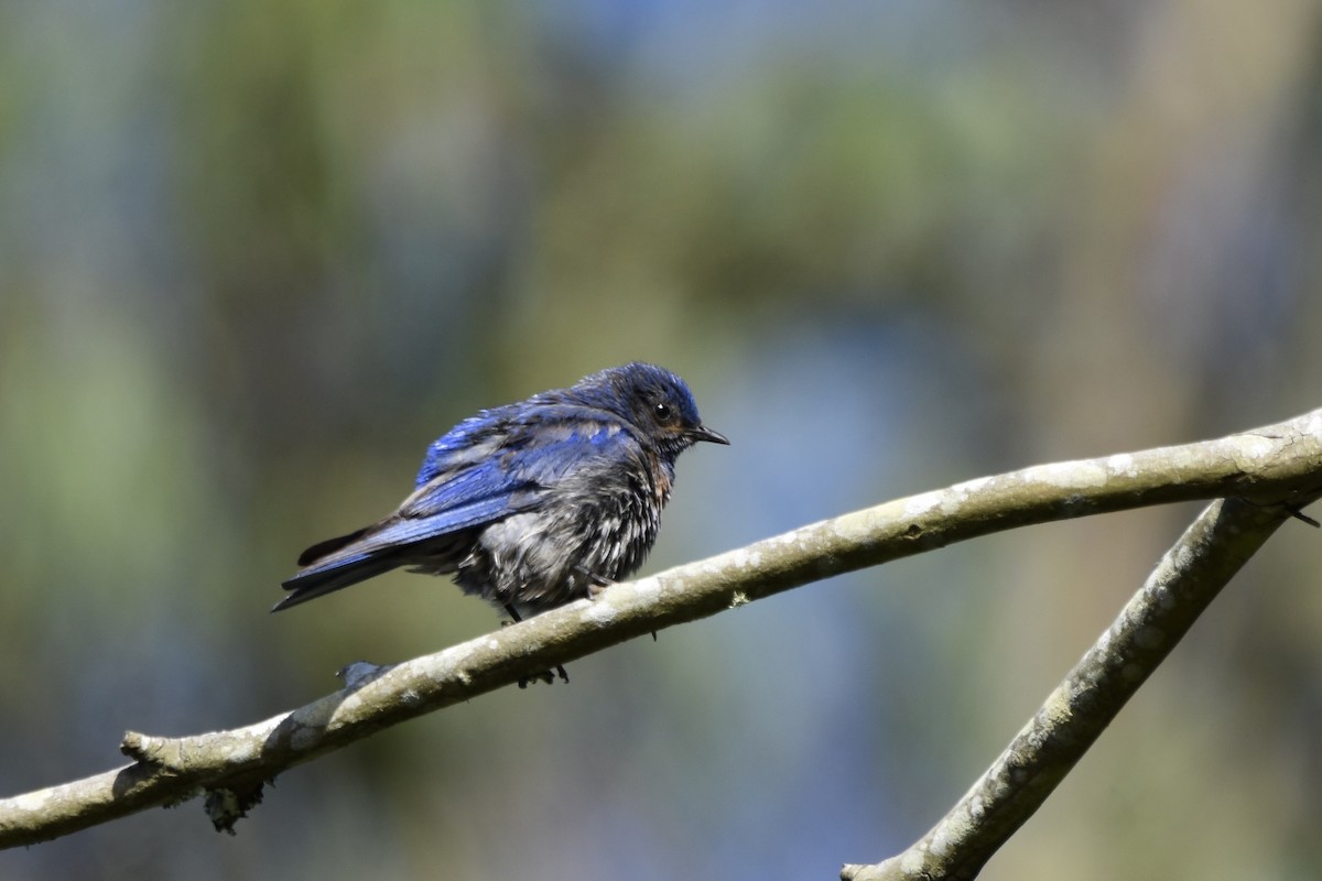 Western Bluebird - ML638301518