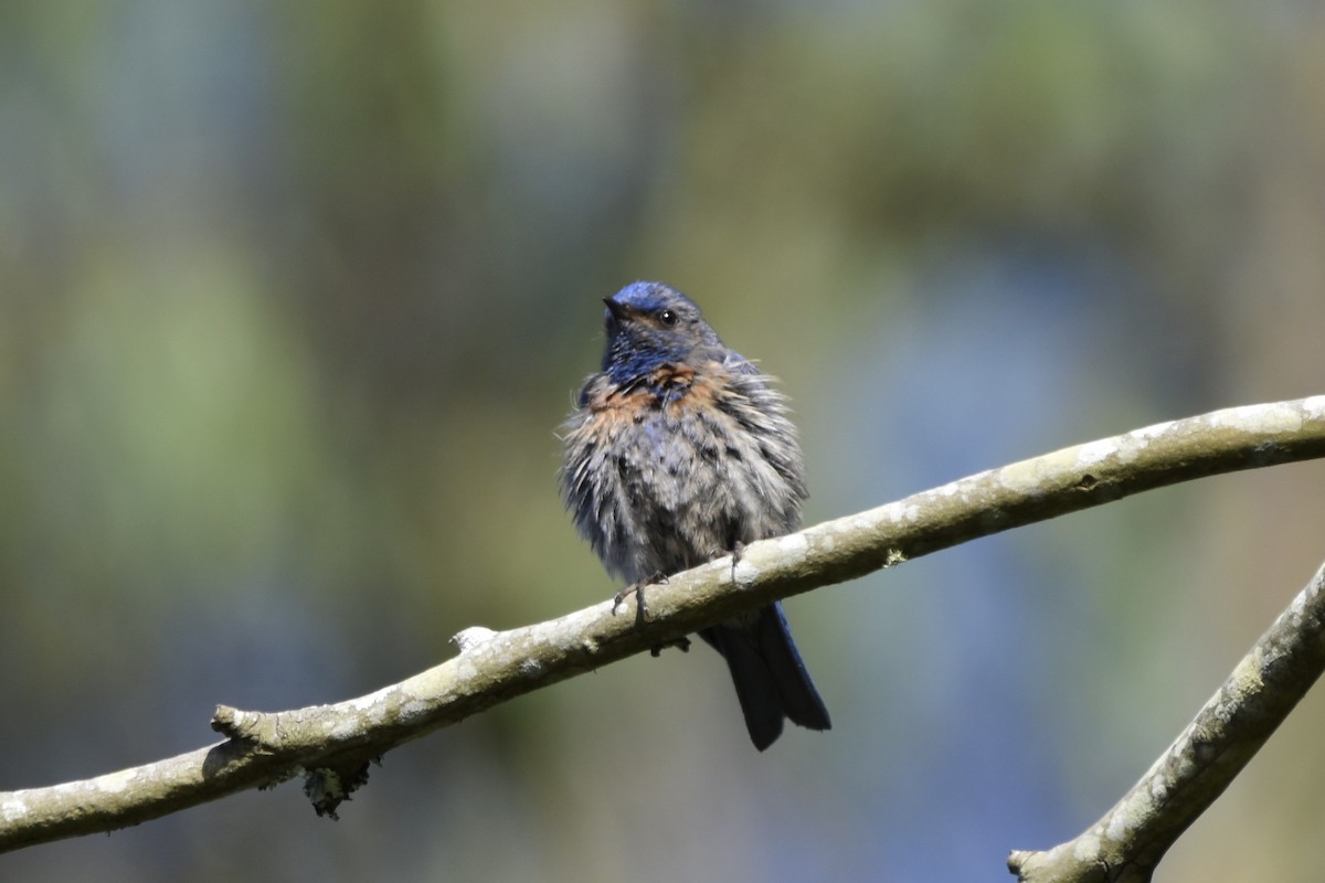 Western Bluebird - ML638301519