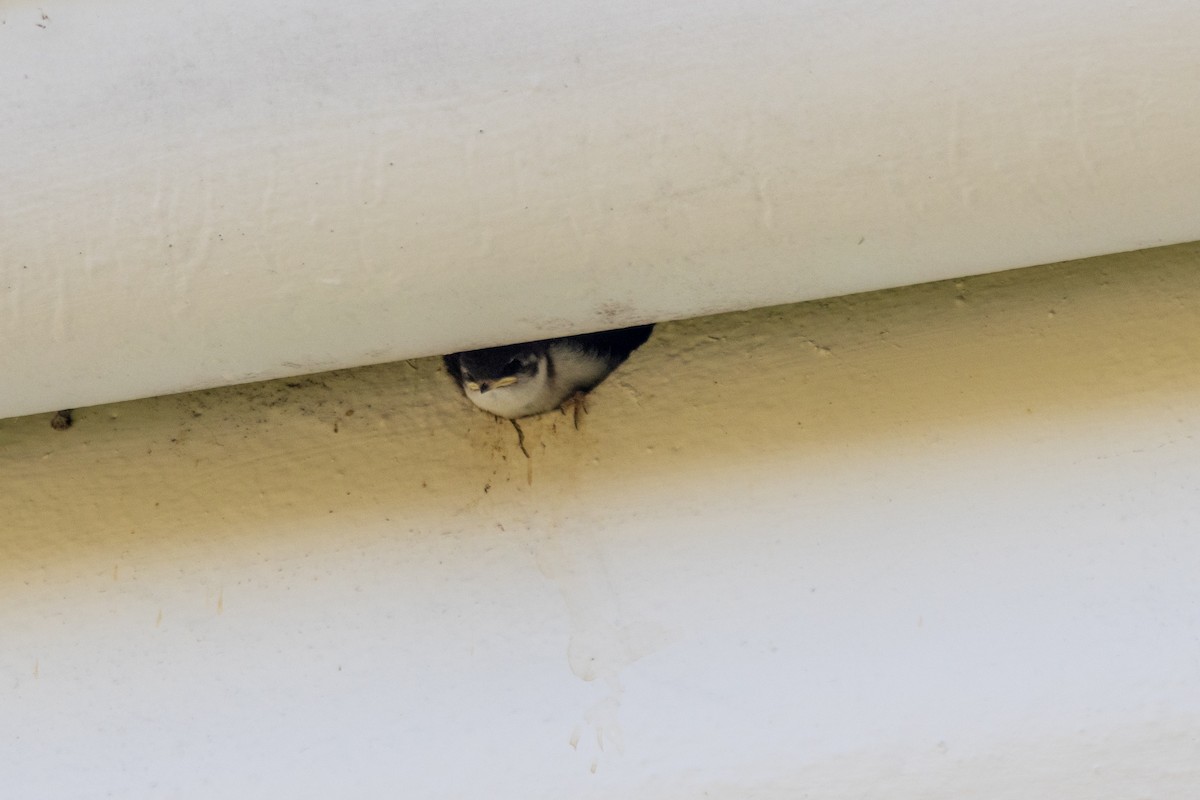 Violet-green Swallow - ML638301520