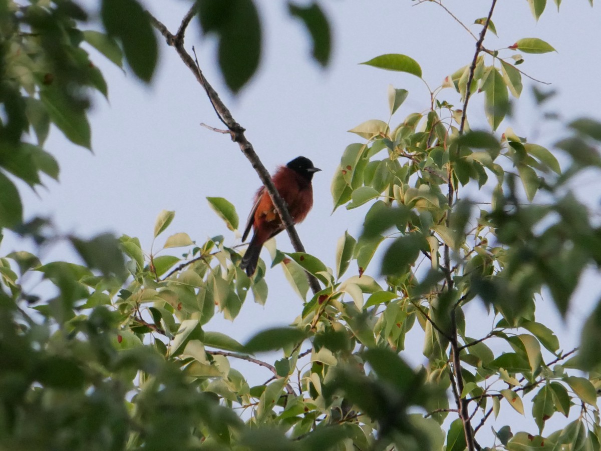 Orchard Oriole - ML638301521