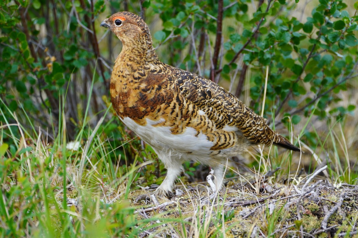 Willow Ptarmigan - ML638301522